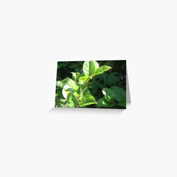 Item preview, Salal designed and sold by apptreasures.