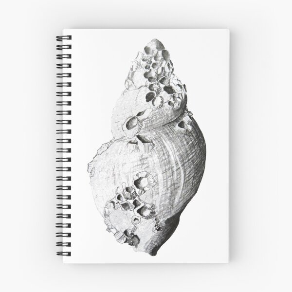 Item preview, Broken but Still Beautiful black and white shell I designed and sold by LisaLeQuelenec.