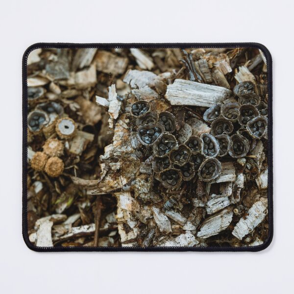 Item preview, Bird’s Nest Fungi on Wood – Macro Photography designed and sold by alicjamiekina.