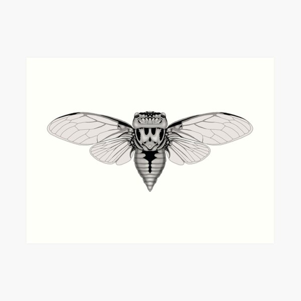 Thopha saccata - Double Drummer Cicada Art Print