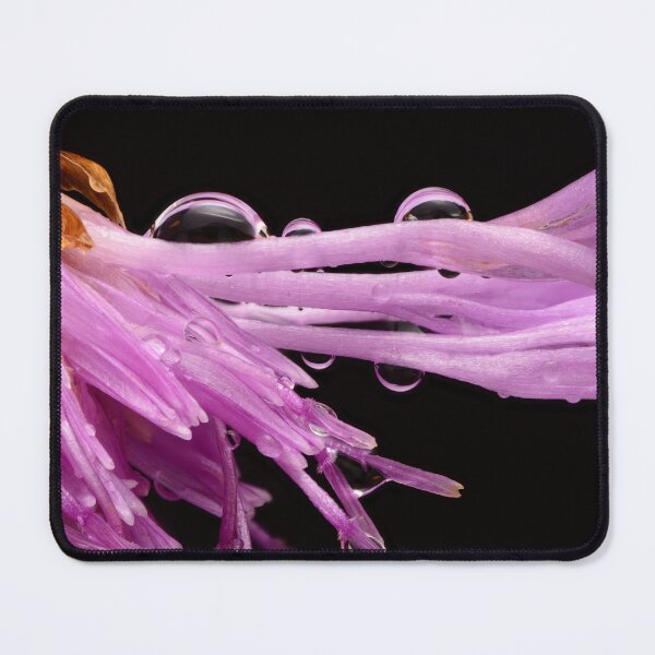 Item preview, Centaurea stoebe with Water Droplets Macro designed and sold by Goiko7Margarita.