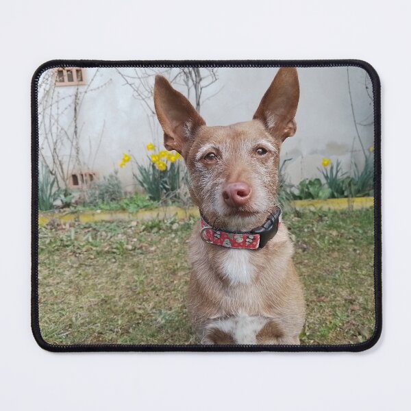 Item preview, Pedro the Podenco designed and sold by whippetmuse.