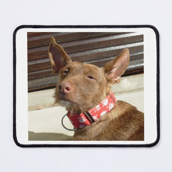 Item preview, Pedro the rescue Podenco designed and sold by whippetmuse.