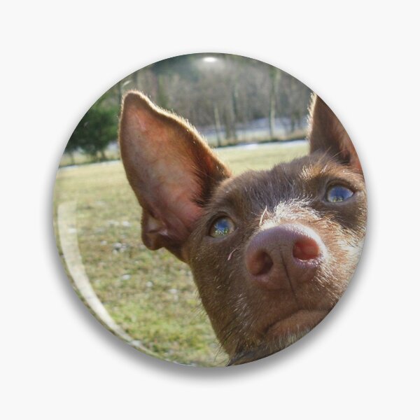 Item preview, Dreamy Podenco designed and sold by whippetmuse.