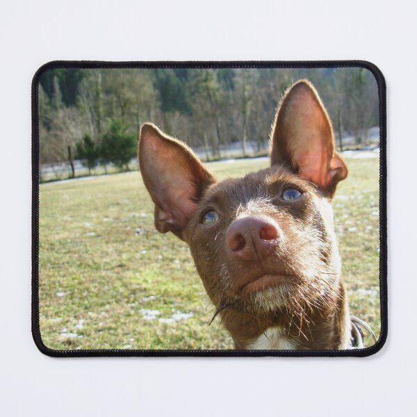 Item preview, Dreamy Podenco designed and sold by whippetmuse.