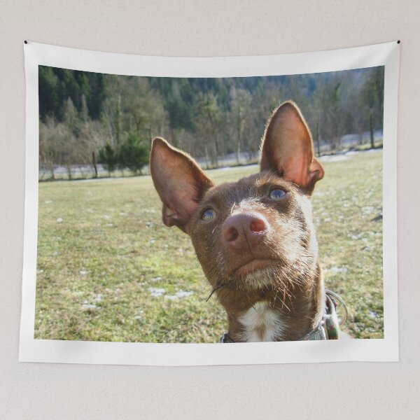 Item preview, Dreamy Podenco designed and sold by whippetmuse.
