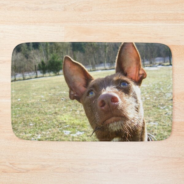 Item preview, Dreamy Podenco designed and sold by whippetmuse.