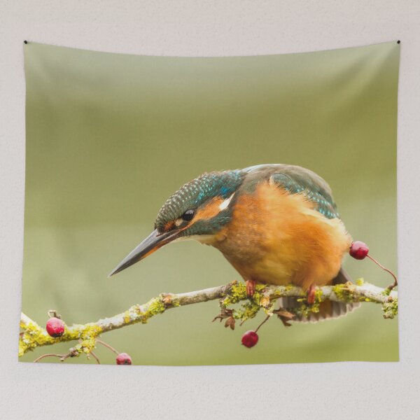 Item preview, Kingfisher on Hawthorn Branch designed and sold by Jane Stanley Photography.