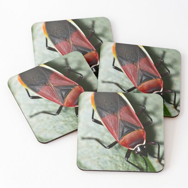 Item preview, Red and Yellow California Bordered Plant Bug  designed and sold by Clayton Captures.