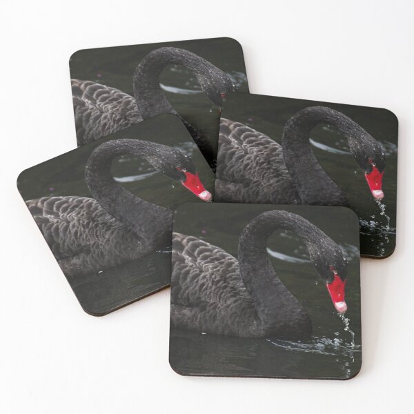 Item preview, Black Swan taking a drink designed and sold by Clayton Captures.
