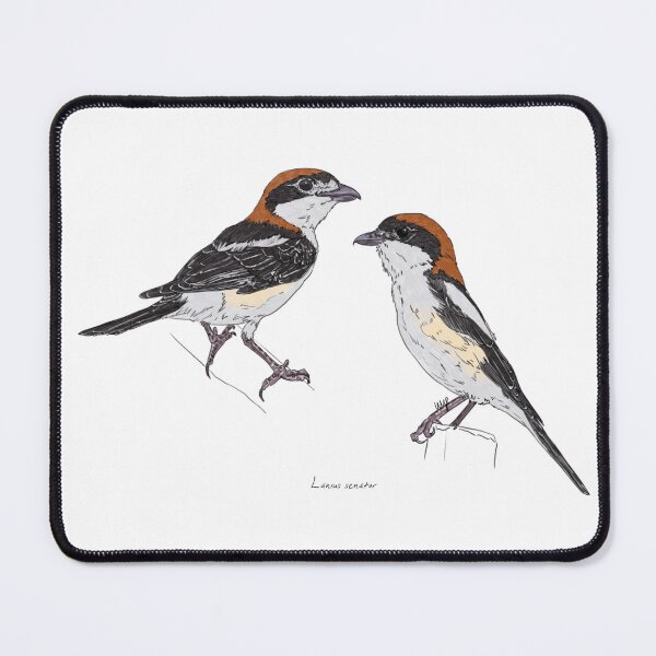 Item preview, Woodchat Shrike designed and sold by Luzeilustración.