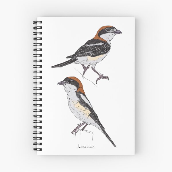 Item preview, Woodchat Shrike designed and sold by Luzeilustración.