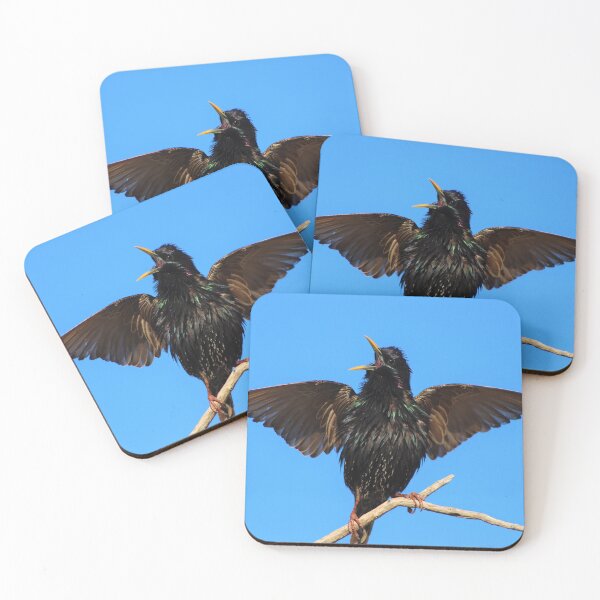 Item preview, Brilliant European Starling designed and sold by simonjayphotos.