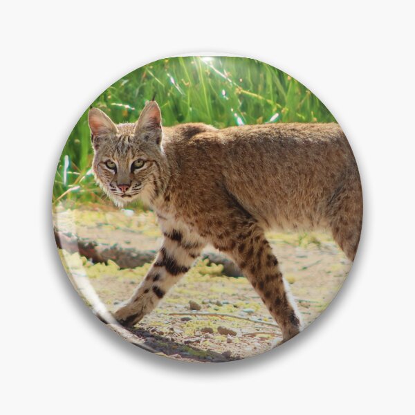 Item preview, Gorgeous Bobcat designed and sold by simonjayphotos.