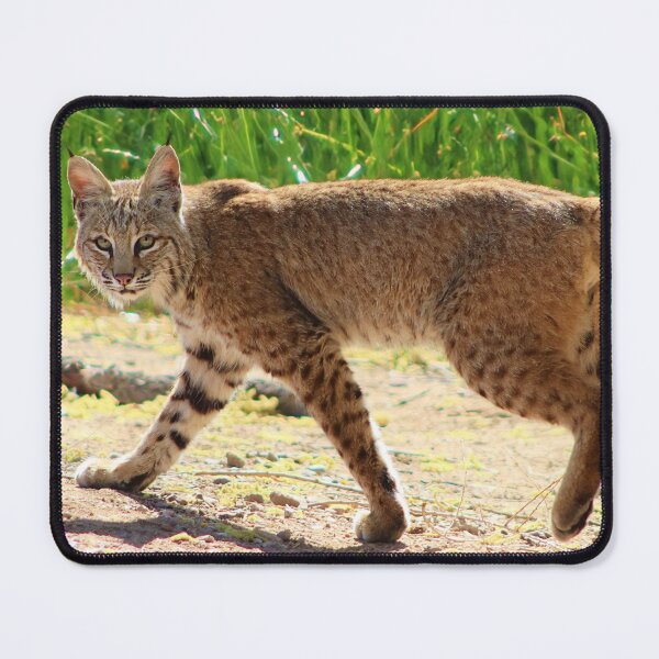 Item preview, Gorgeous Bobcat designed and sold by simonjayphotos.