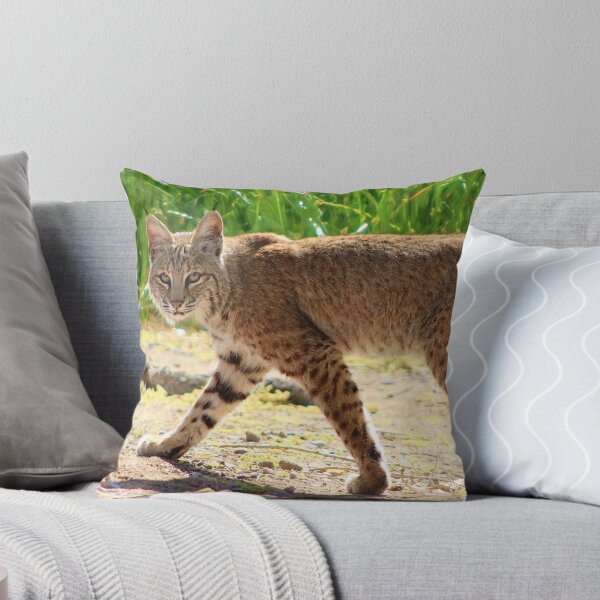 Item preview, Gorgeous Bobcat designed and sold by simonjayphotos.