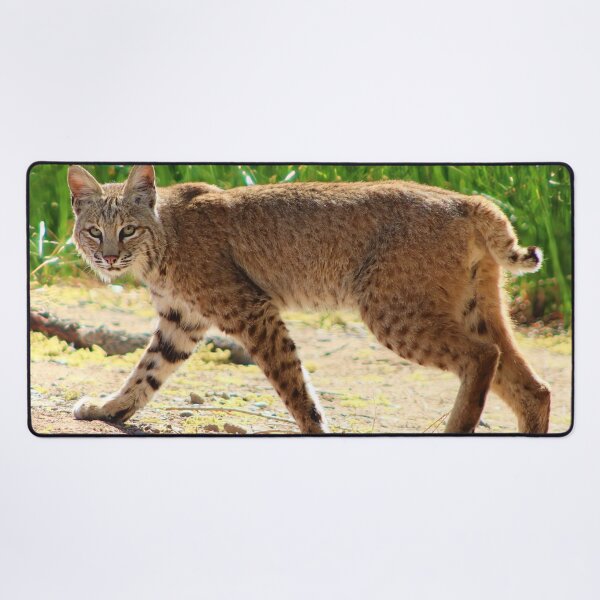 Item preview, Gorgeous Bobcat designed and sold by simonjayphotos.