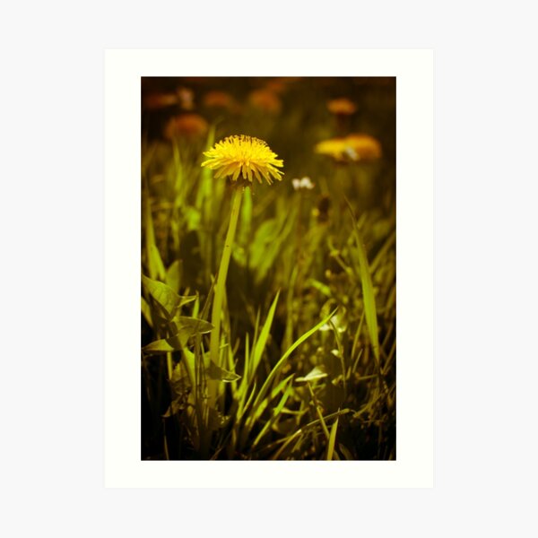 Dandelion Art Print