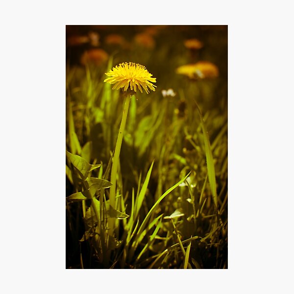 Dandelion Photographic Print