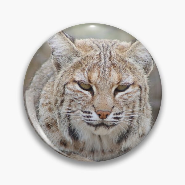 Item preview, Beautiful Bobcat designed and sold by simonjayphotos.