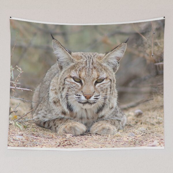 Item preview, Beautiful Bobcat designed and sold by simonjayphotos.