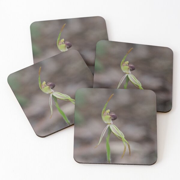 Item preview, Caladenia longiclavata - Clubbed Spider Orchid designed and sold by ausnative.