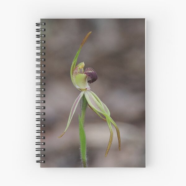 Item preview, Caladenia longiclavata - Clubbed Spider Orchid designed and sold by ausnative.