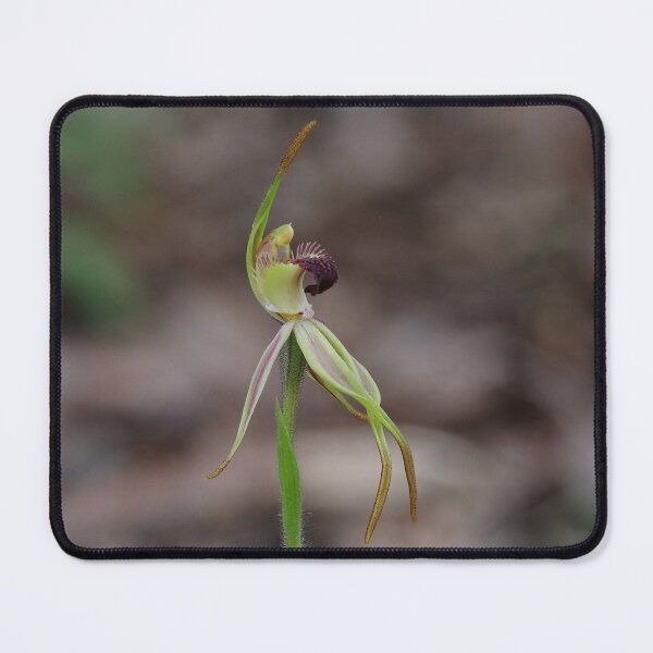 Item preview, Caladenia longiclavata - Clubbed Spider Orchid designed and sold by ausnative.
