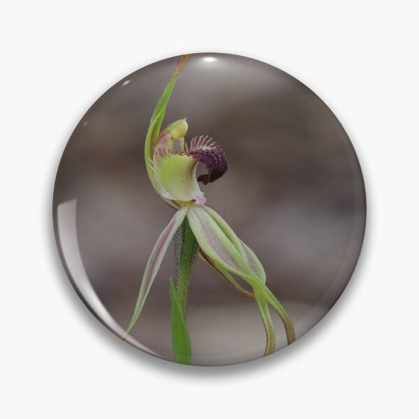 Item preview, Caladenia longiclavata - Clubbed Spider Orchid designed and sold by ausnative.