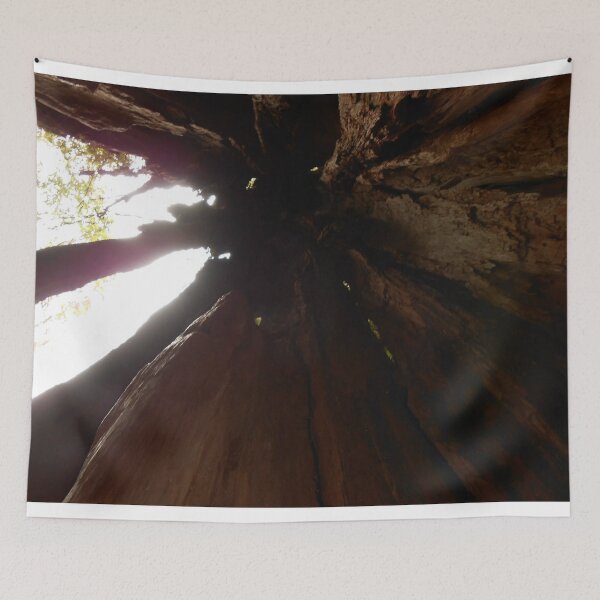 Item preview, Inside the Heart of a Redwood Tree – Nature’s Ancient Wonder designed and sold by starcraft542.