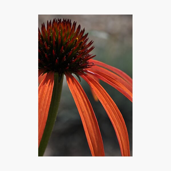 Artikelvorschau, Echinacea entworfen und verkauft von Denitsa Prodanova.