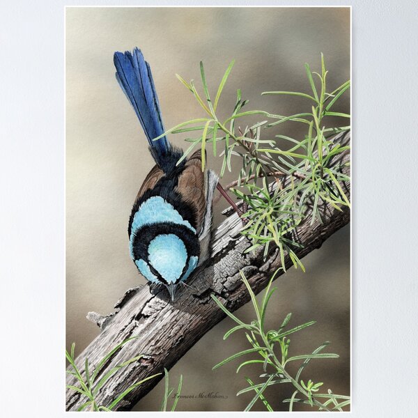Item preview, SPRING HAS SPRUNG - Superb Fairy-wren designed and sold by Frances McMahon Watercolour Bird Artist.