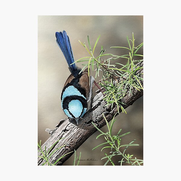 Item preview, SPRING HAS SPRUNG - Superb Fairy-wren designed and sold by Frances McMahon Watercolour Bird Artist.