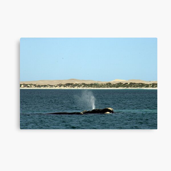Item preview, Whales at Fowler's Bay, South Australia. designed and sold by elphonline.