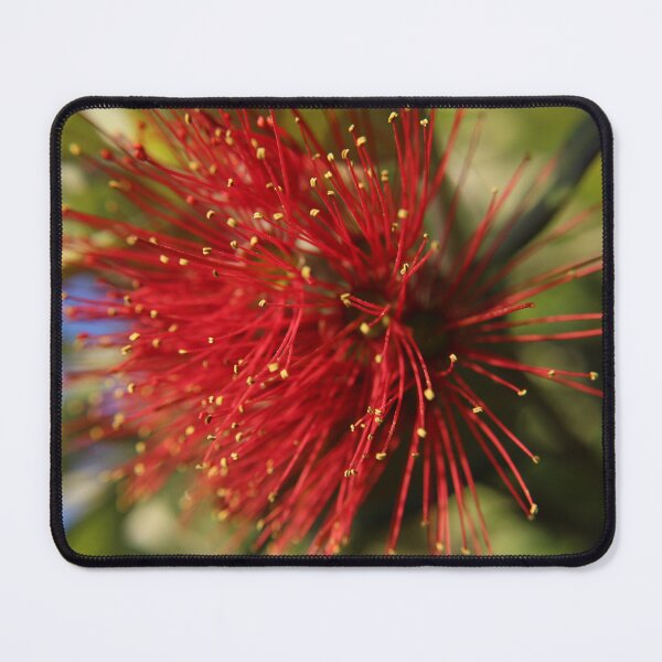 Item preview, Pohutukawa Bloomed  designed and sold by FmmNZ.