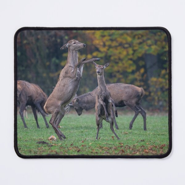 Item preview, Red deer, doe, fawn, conflict between mother and daughter, fight, generational conflict designed and sold by Ingo Gerlach.