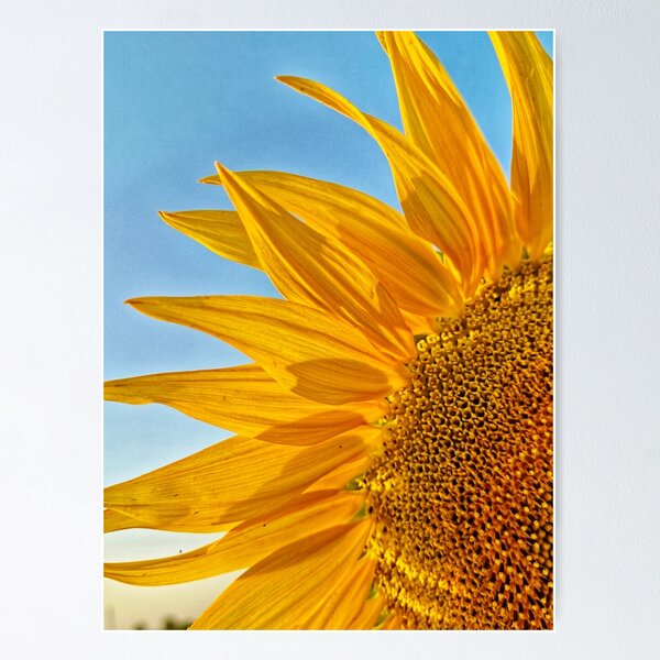 Sunflower gaves you positive feel Poster