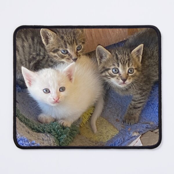 Item preview, Cate kittens send waves of happinnes designed and sold by Ela33-Bosnian photographer.