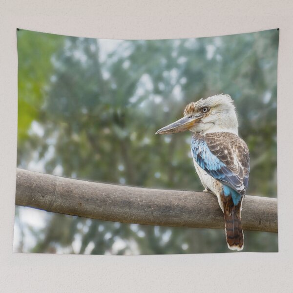 Artikelvorschau, Kookaburra entworfen und verkauft von Imbeccable Images.