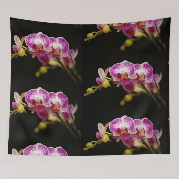 Item preview, Orchid's Embrace - A Striking Macro Photograph of a Blooming Phalaenopsis designed and sold by Luminari Creations.