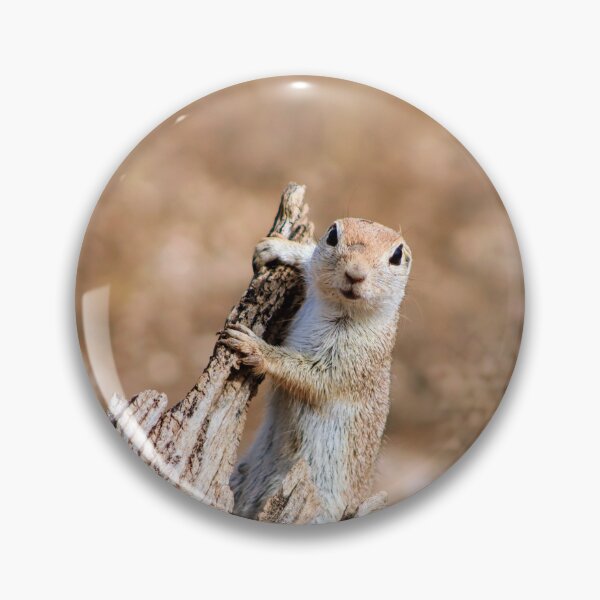 Item preview, A Curious Ground Squirrel  designed and sold by simonjayphotos.