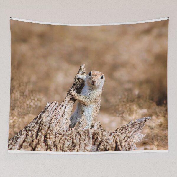 Item preview, A Curious Ground Squirrel  designed and sold by simonjayphotos.