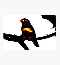 Zebra Finch on a bench Photographic Print