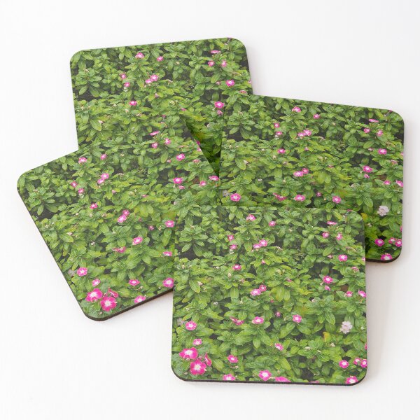 Item preview, Beautiful Madagascar Periwinkles designed and sold by ShutterTOM.