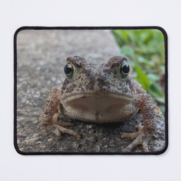 Item preview, Curious Toad on the Path designed and sold by NoRagetsArt.