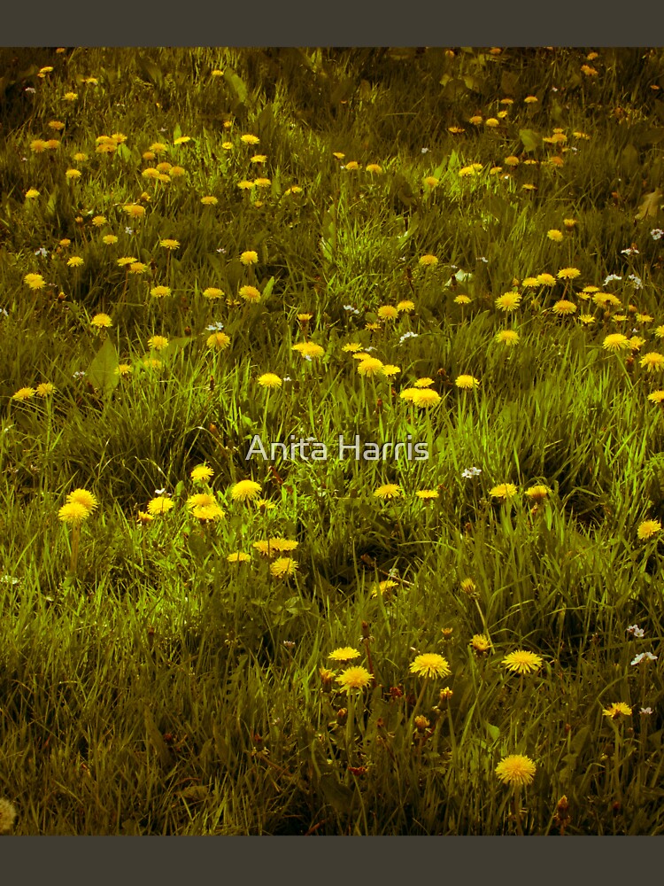 Dandelions by plasticflower