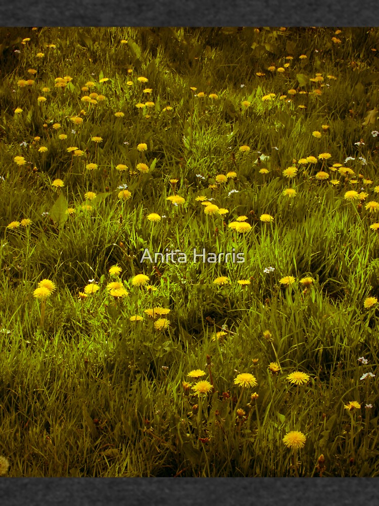 Dandelions by plasticflower