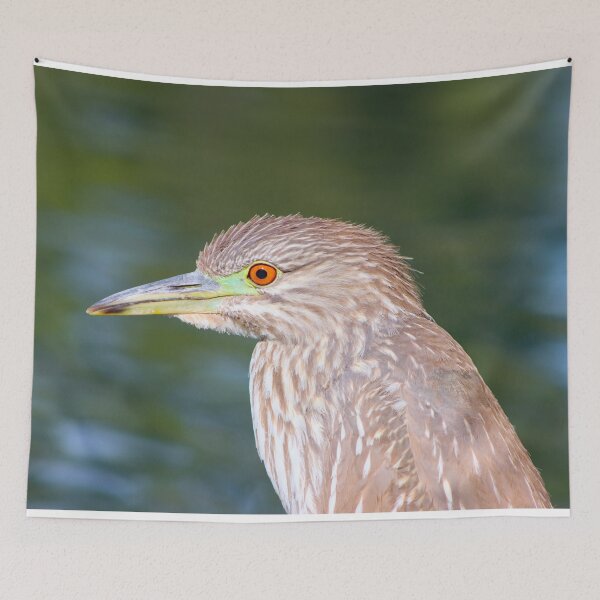 Item preview, Beautiful Juvenile Black-Crowned Night Heron  designed and sold by simonjayphotos.