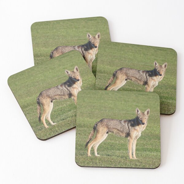 Item preview, Stunning Coyote designed and sold by simonjayphotos.