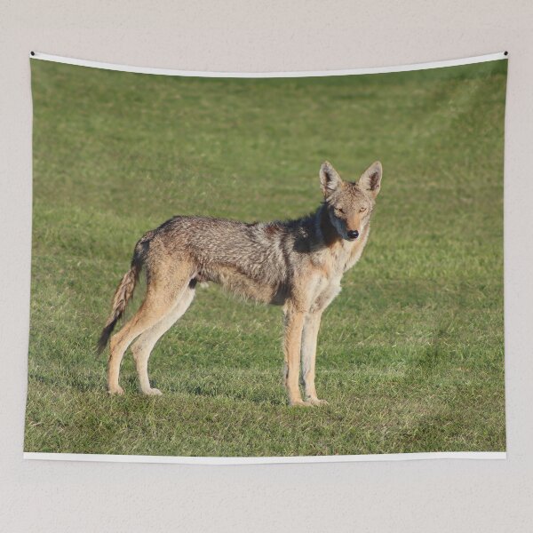 Item preview, Stunning Coyote designed and sold by simonjayphotos.